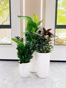 余姚植物租摆，让家居绿植布置变得超简单